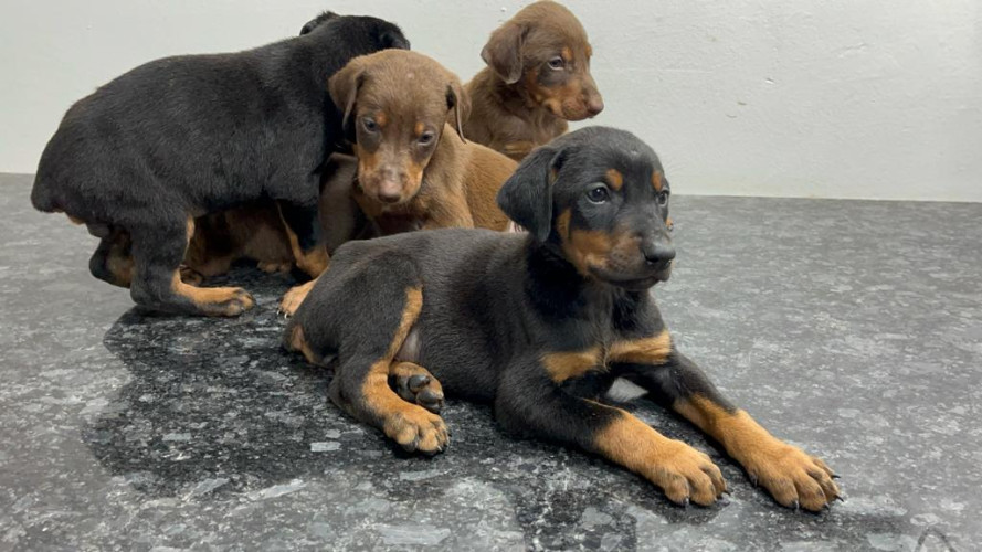 Doberman