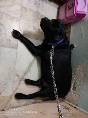 Labrador retriever