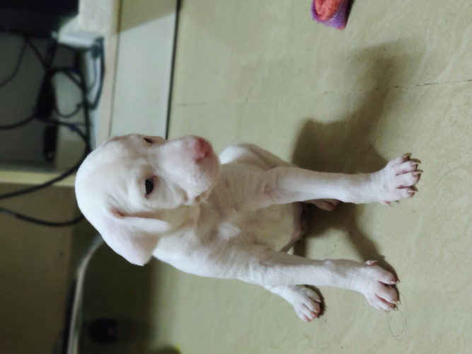 Rajapalayam puppys