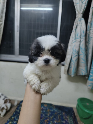 Lhasa Shihtzu cross home bred puppied