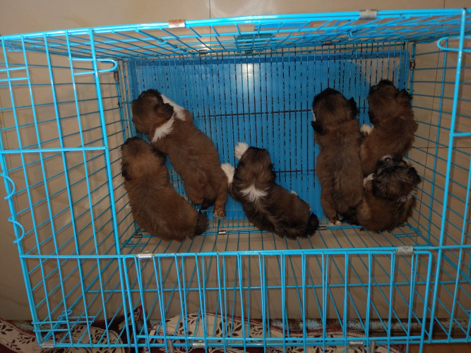 Lhaaa apao puppies