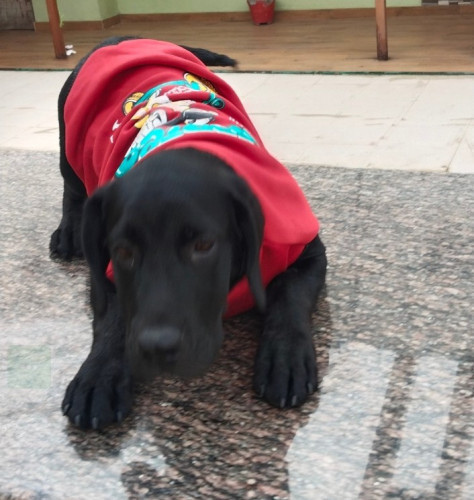 Dog