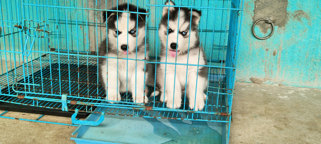 Husky
