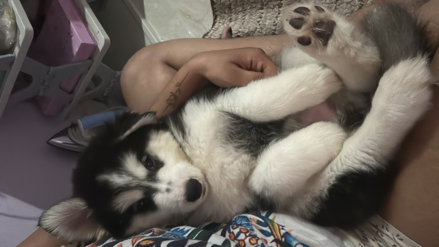 Husky- Male