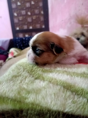 Sell dog 🐶