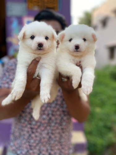 Pomeranian