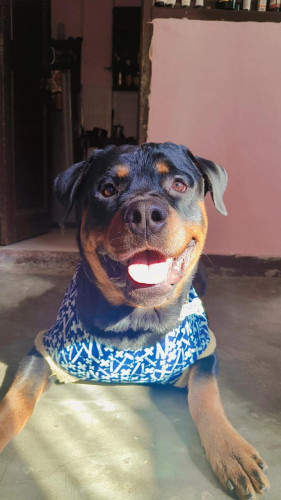 Rottweiler for free