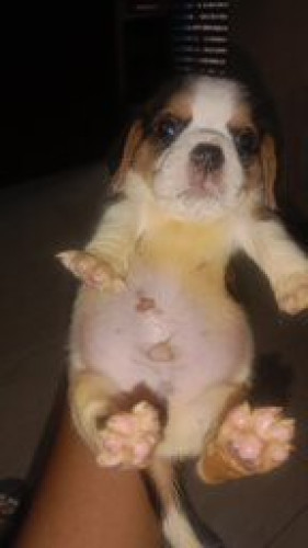 beagle