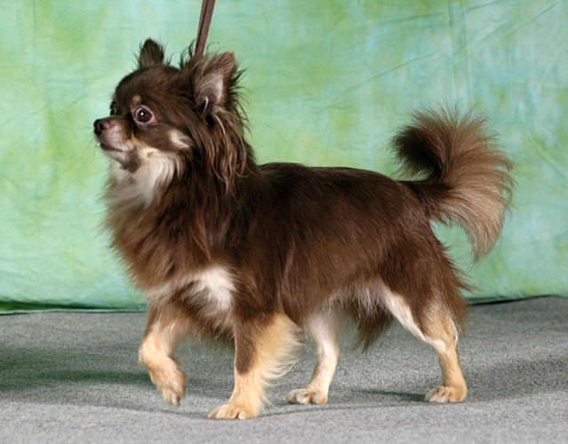 Chihuahua Long Coated Puppies Available Here Trust Kennel