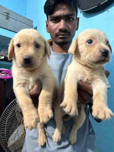 Labrador male Ana female of best quality