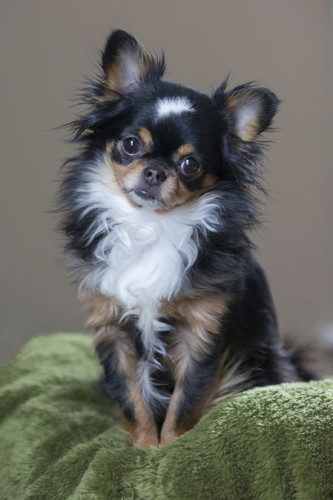 Chihuahua Pups Available Here In Delhi Trust Kennel