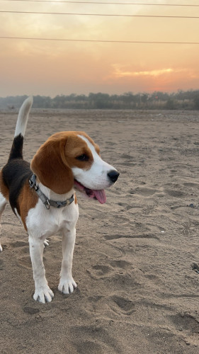 Beagle