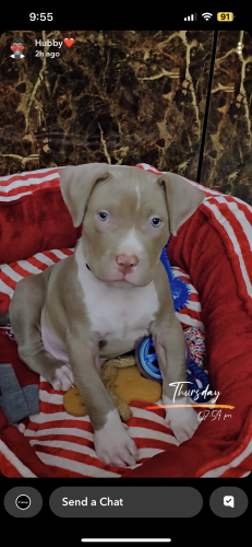Dog for sale