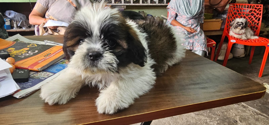 Shih Tzu