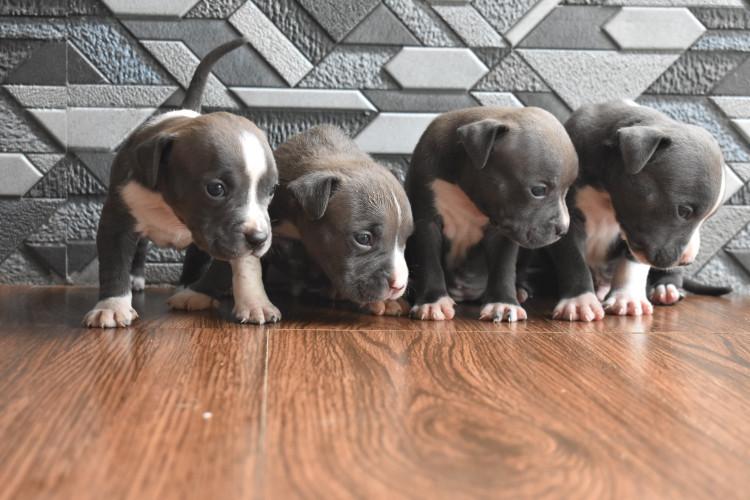 American bully standard size