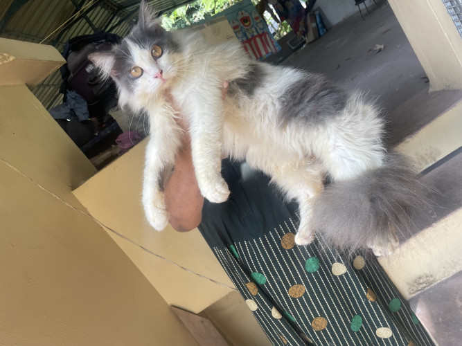 persian male cat for sale