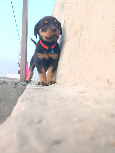 Dog