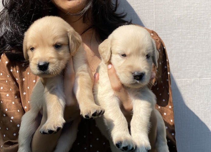 Golden retriever
