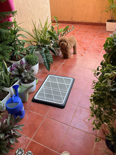 Toy Poodle for Sale