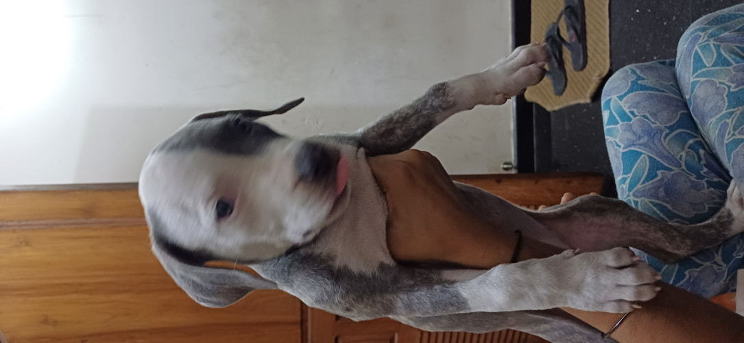 Amstuff puppy