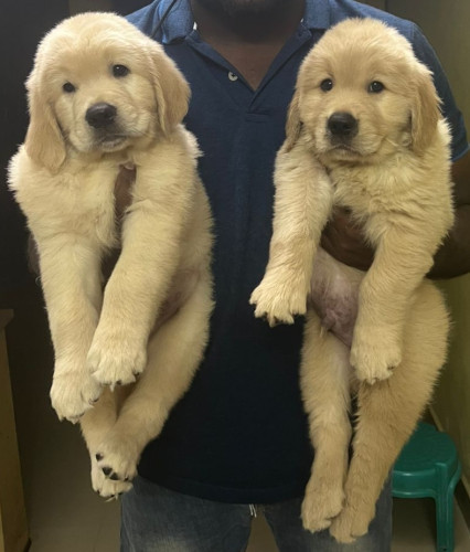 Top Quality GOLDEN RETRIEVER Puppies Available in best price