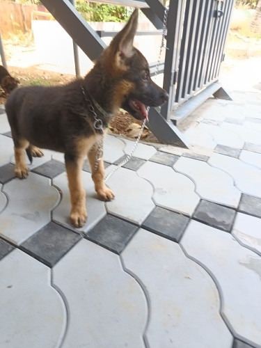 German sheperd
