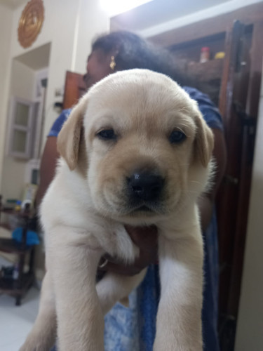 Lab Dogs for Sale