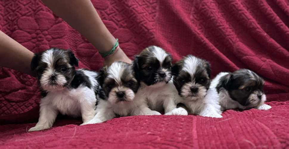 Shihtzu Puppies for Sale at best price Chennai Ayanavaram