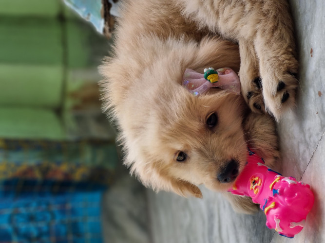 Golden retriever