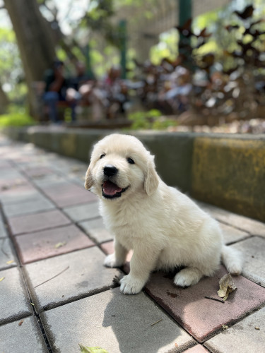 Gölden retriever