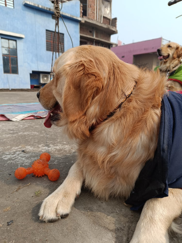 Golden Retriever