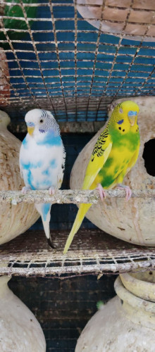 Love bird