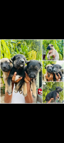 German Shepherd Puppies