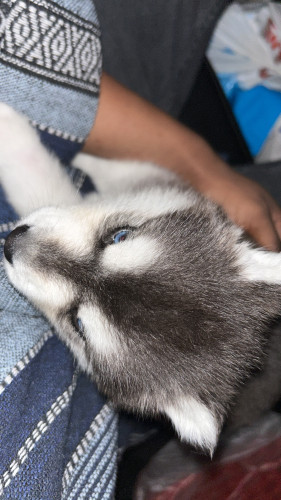 siberian husky
