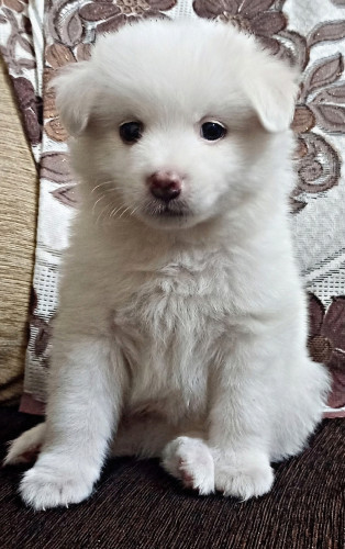 Poomerian male puppy