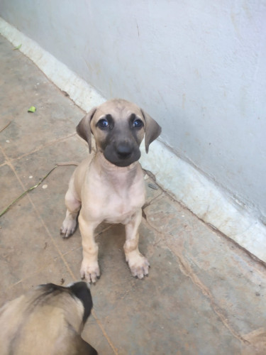 Quality chippiparai puppy's