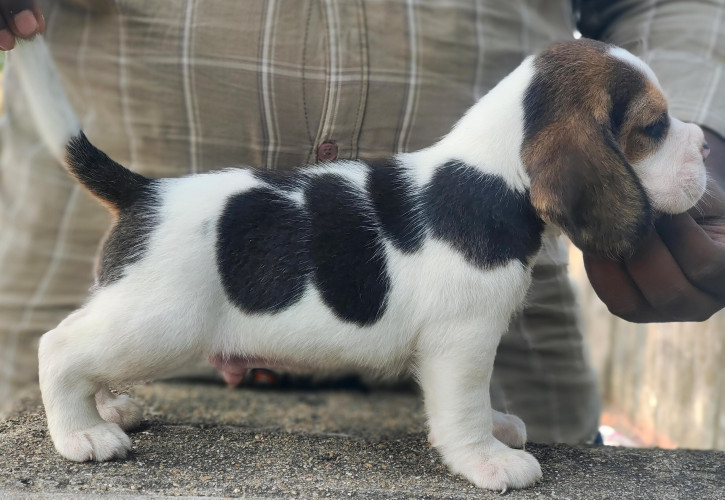 Beagle