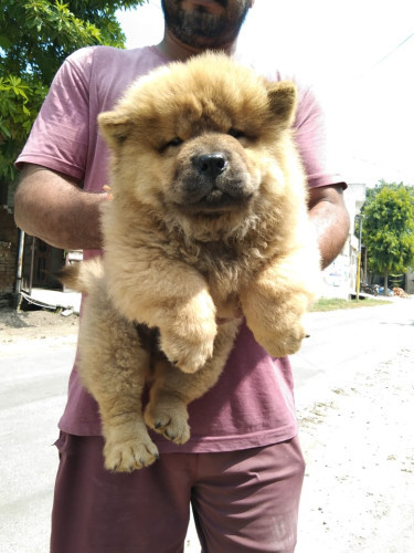 Top Quality Chow Chow puppies Available in best price