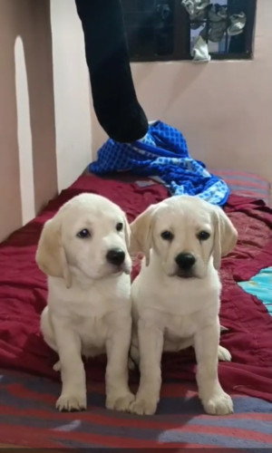 Lab