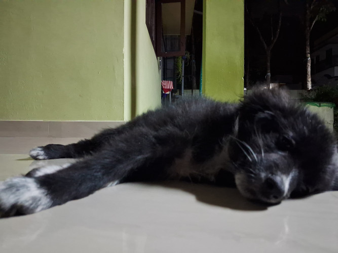 Pomeranian puppy for sale