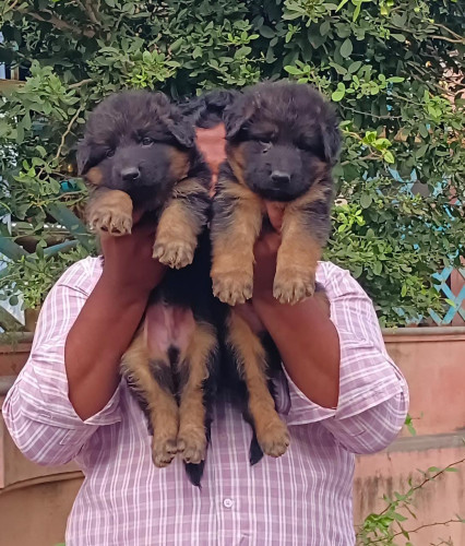 German shepherd puppies