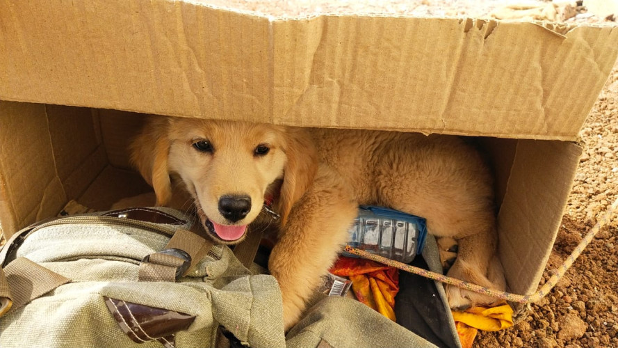 Golden Retriever