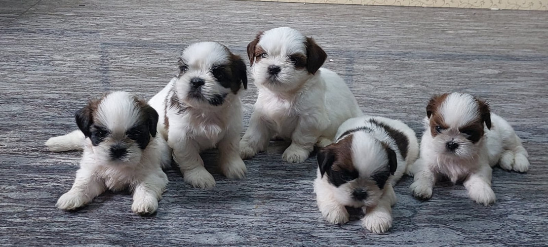 Shihztu male and female puppies