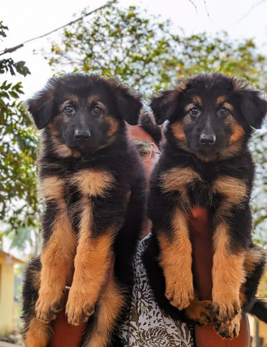 German shepherd