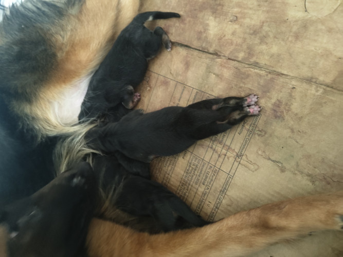 Long coat GSD