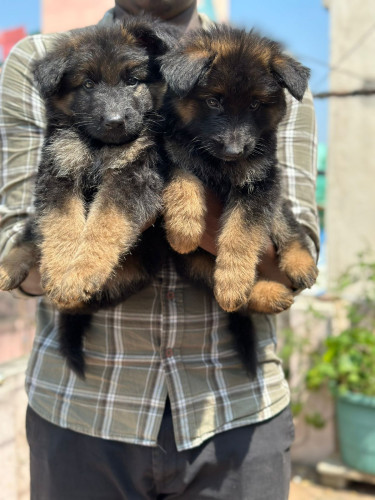 German shepherd