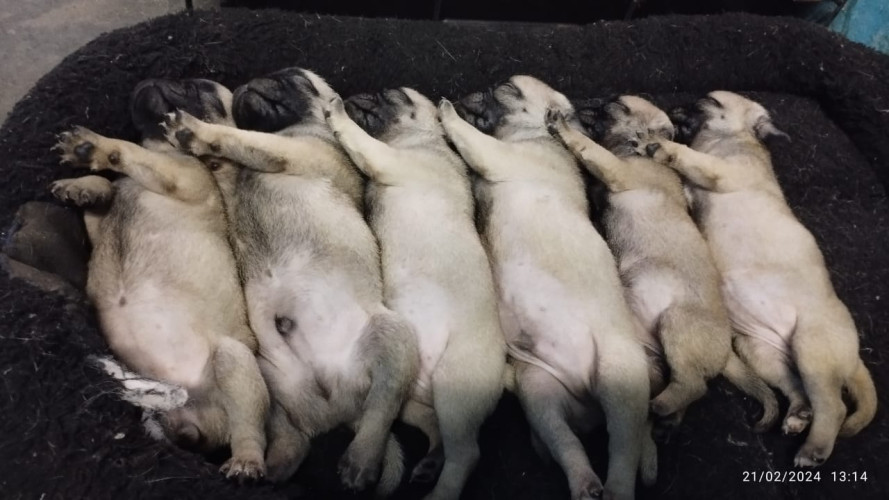 Pug Puppies