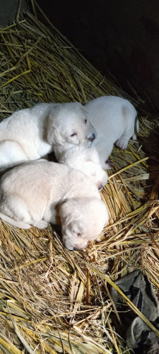 Labradors