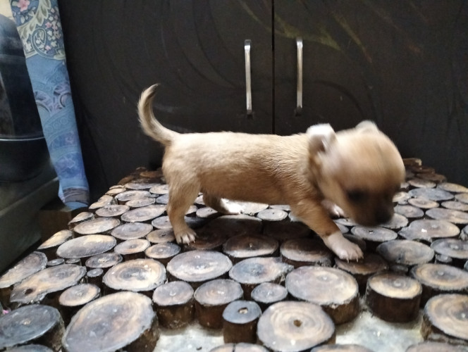 Chihuahua Pups Available Here Trust Kennel