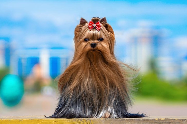 Yorkshire Terrier Puppies For Sale Delhi Trust Kennel